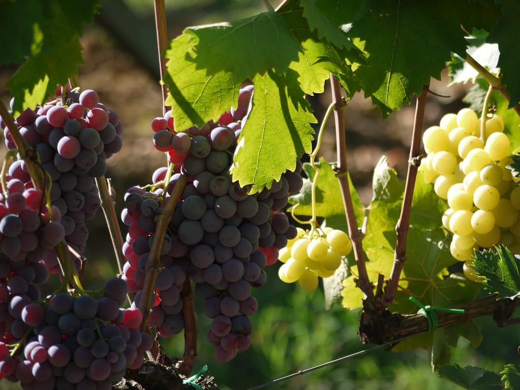 Azienda Agricola Polveraia San Gimignano Zewnętrze zdjęcie